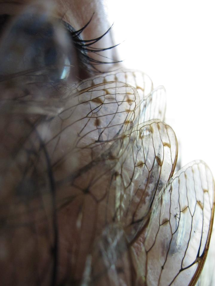 Cicada Pupil - Male and Female, Japan 2011
